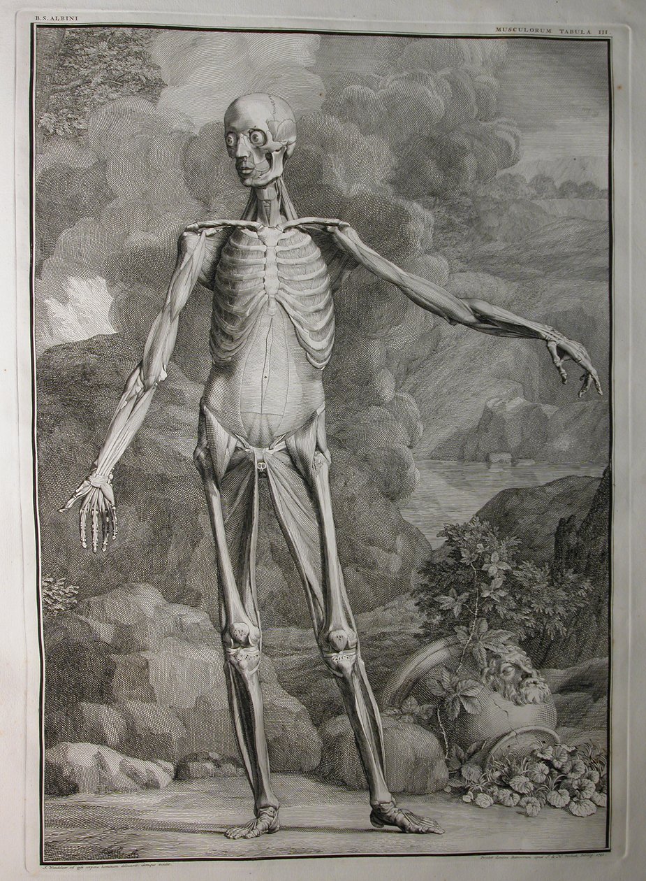 Albinus I, Pl. III: Muskulatur, illustration fra 
