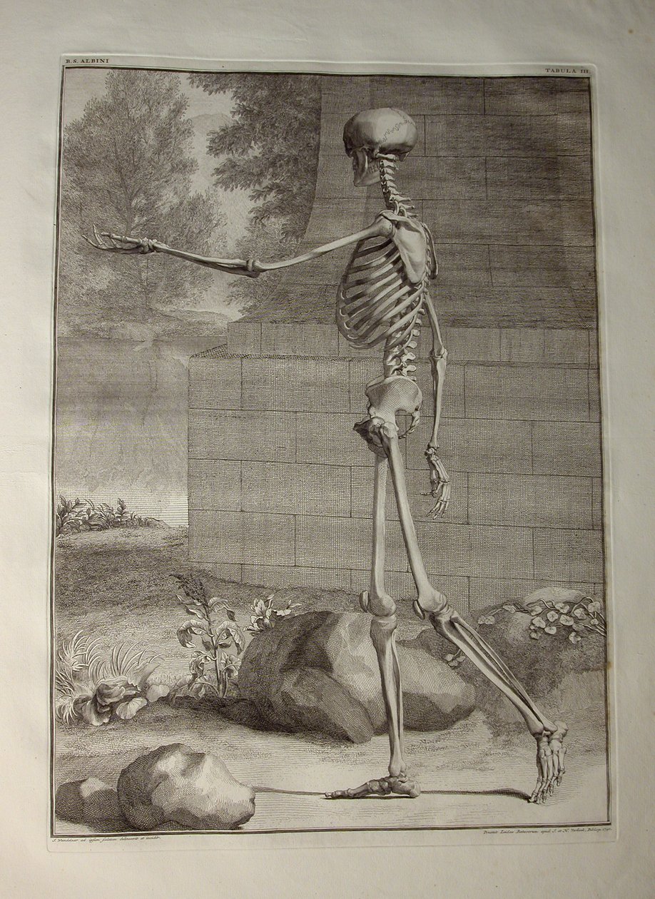 Albinus I, Pl. III: Skelet, illustration fra 