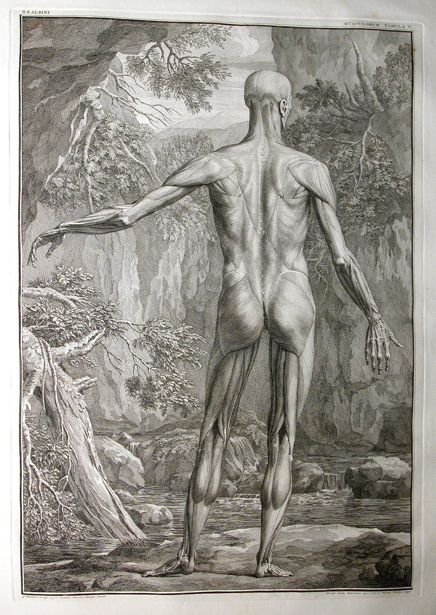 Albinus I, Pl. V: Muskulatur, illustration fra "Tabulae sceleti et musculorum corporis humani", af Bernhard Siegfried Albinus (1697-1770), udgivet af J.undH. Verbeek, bibliop., Leiden, 1740 (gravering af Jan Wandelaar