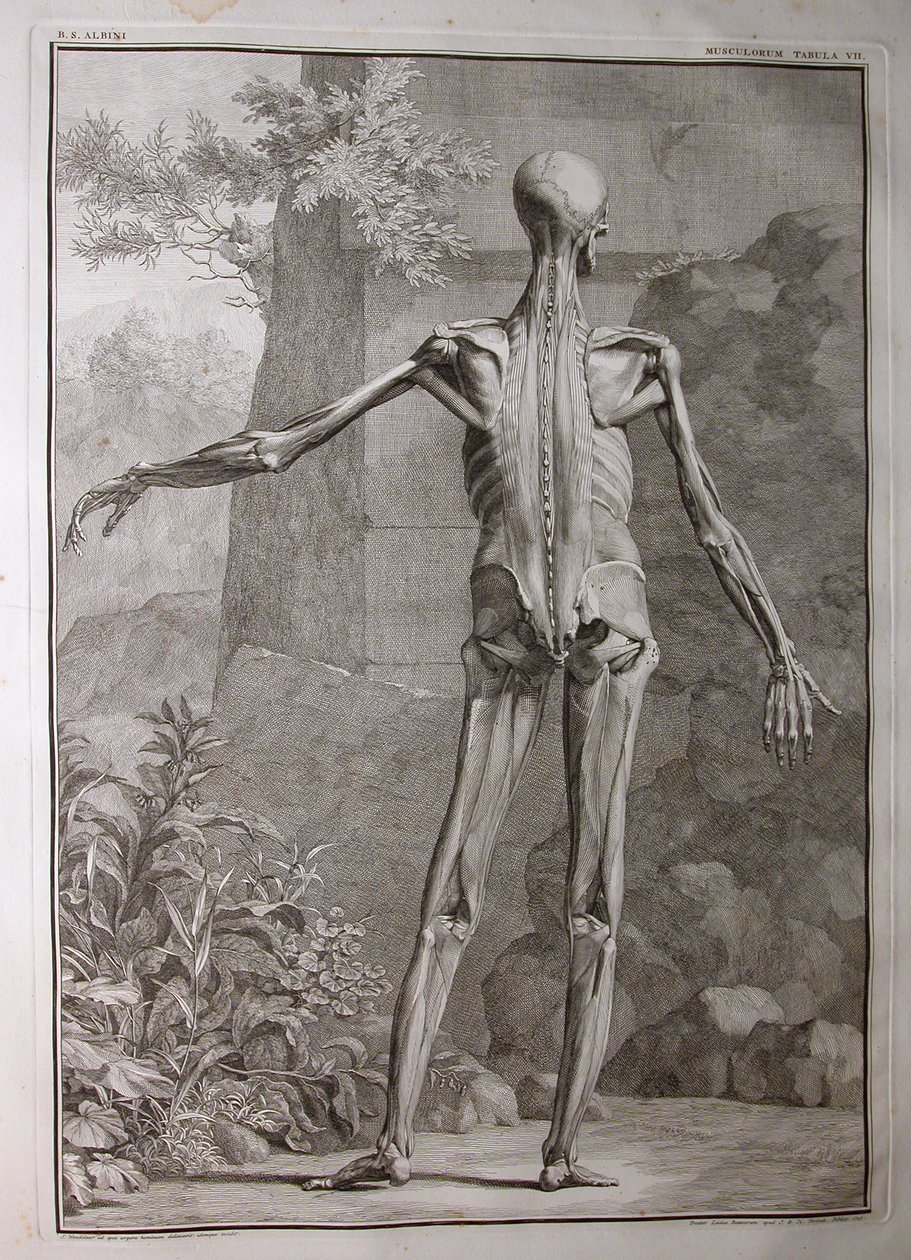 Albinus I, Pl. VII: Muskulatur, illustration fra 