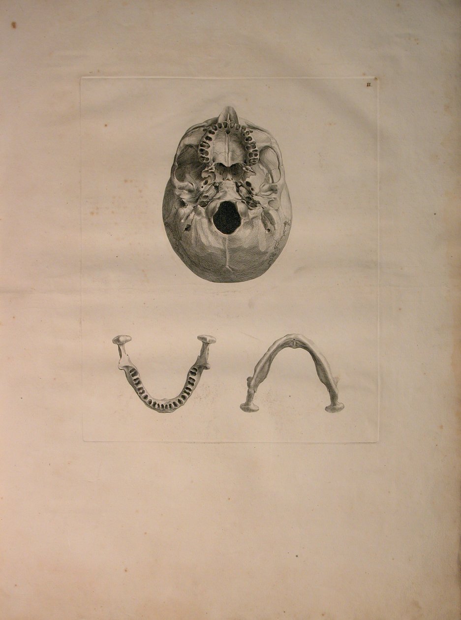 Albinus II, Pl. II, Kranie, illustration fra 