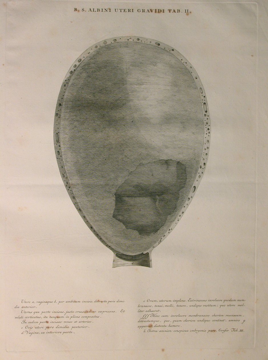 Albinus, Uterus, Pl. II, illustration fra 