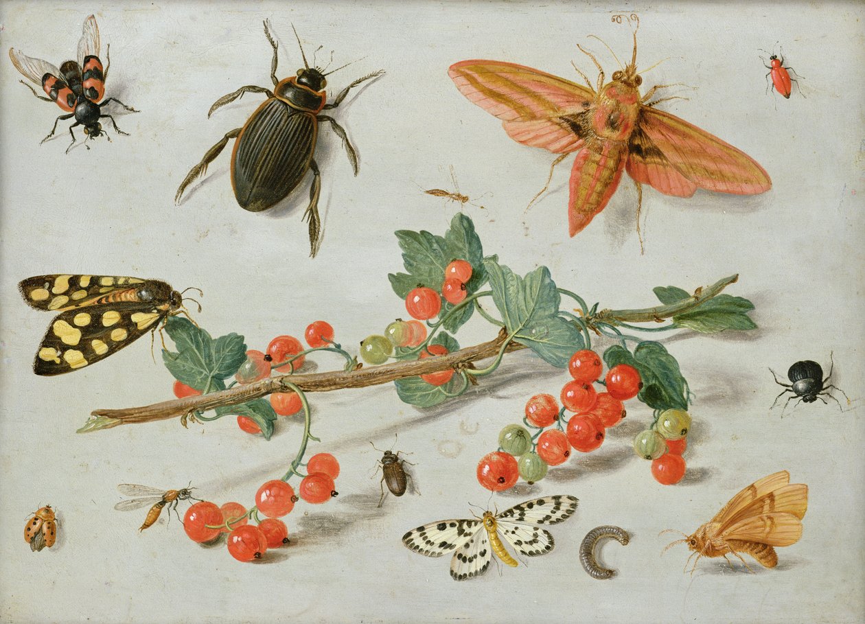 En kvist af solbær med en elefanthvepsemøl, en dværgmøl og andre insekter, 1657 (olie på kobber) af Jan van Kessel the Elder
