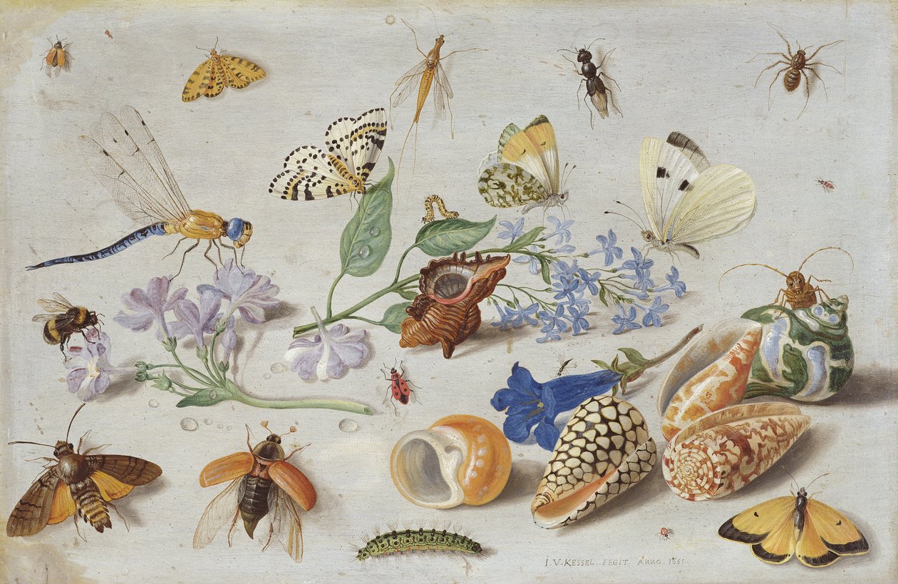 Sommerfugle og andre insekter, 1661 (olie på kobber) af Jan van Kessel the Elder