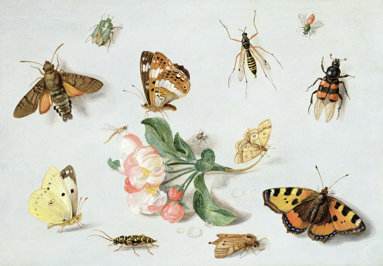 Sommerfugle, møl og andre insekter med en kvist æbleblomst (olie på kobber) af Jan van Kessel the Elder