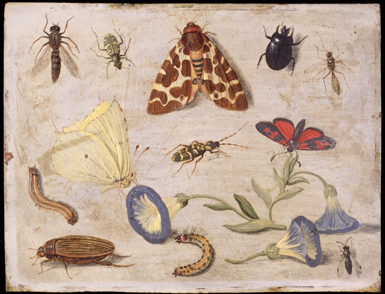 Insekter (olie på kobber) af Jan van Kessel the Elder
