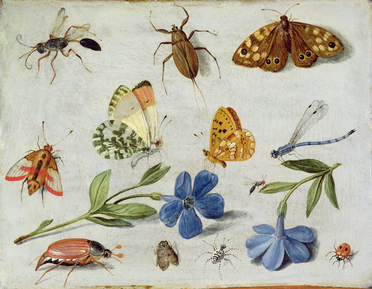 Insekter (olie på kobber) af Jan van Kessel the Elder