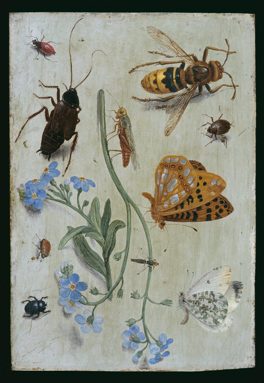 Insekter (olie på kobber) af Jan van Kessel the Elder
