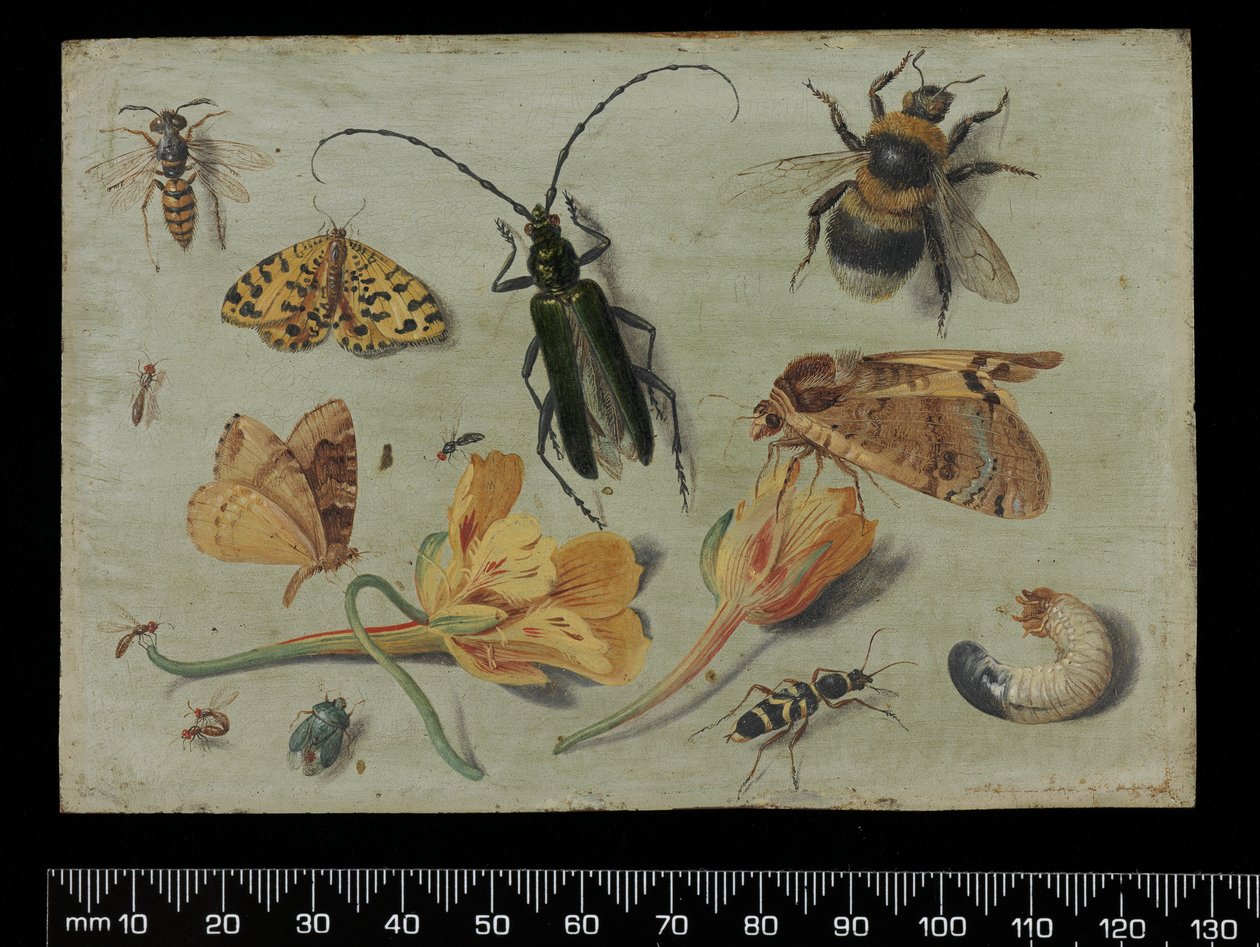 Insekter (olie på kobber) af Jan van Kessel the Elder