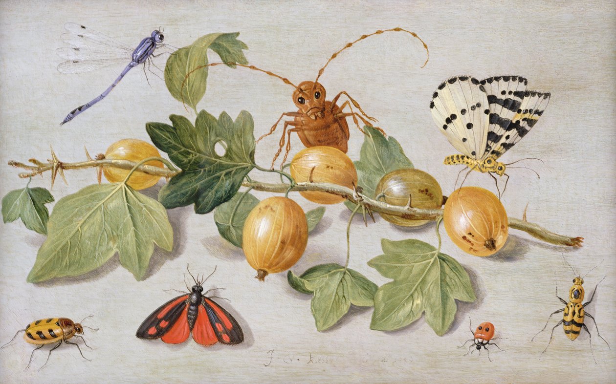 Stilleben af gren af stikkelsbær, med en sommerfugl, møl, pigeflue og andre insekter (olie på kobber) af Jan van Kessel the Elder