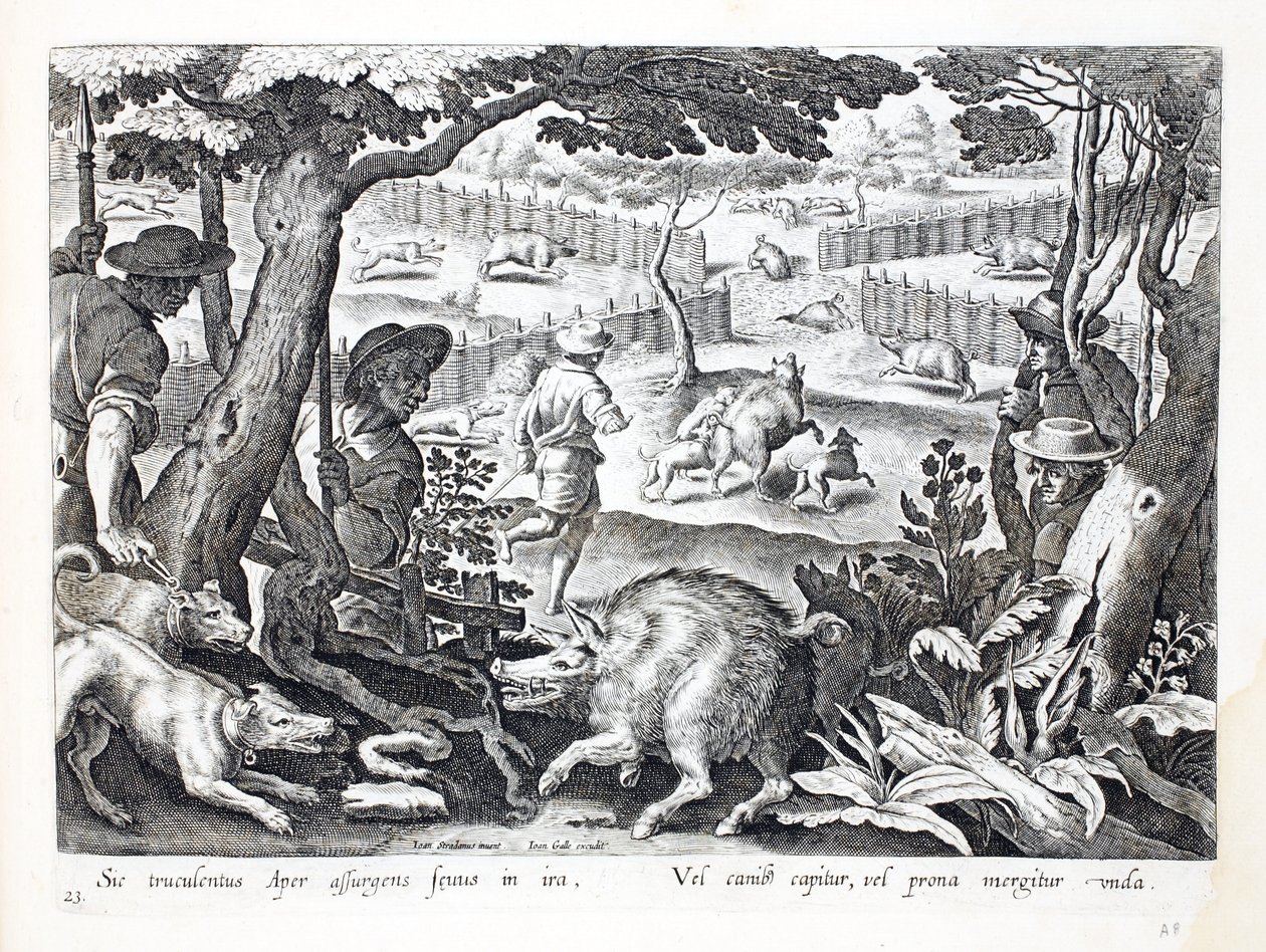 Et vildt vildsvin rejser sig i vrede, hunde driver andre i vandet, illustration fra "Venationes, Ferarum, Avium, Piscium" (Om jagt: vilde dyr, fugle, fisk), graveret af Jan Collaert (156 af Jan van der Straet