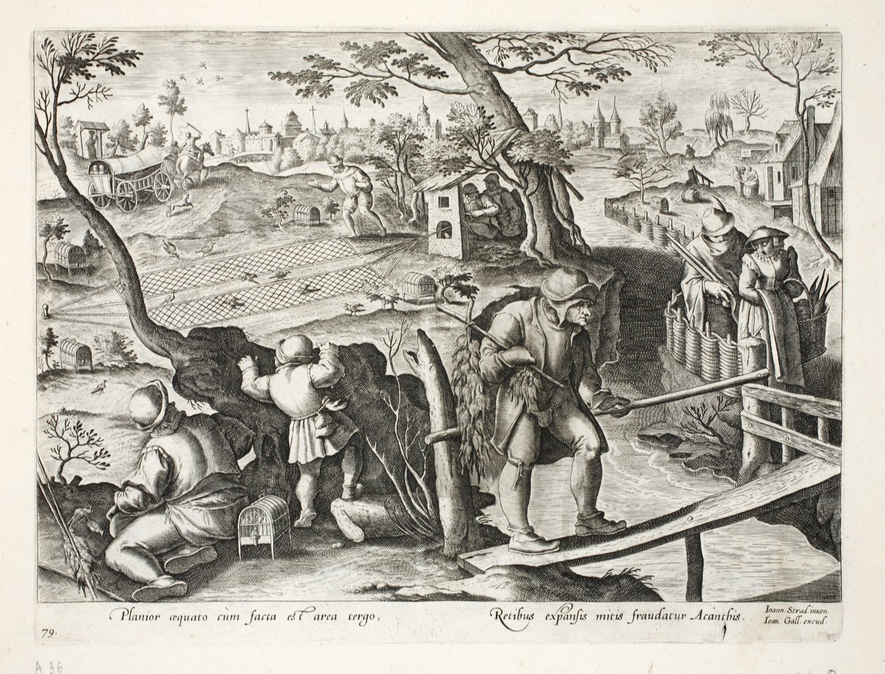 Fuglefangere, der fanger stære, illustration fra 