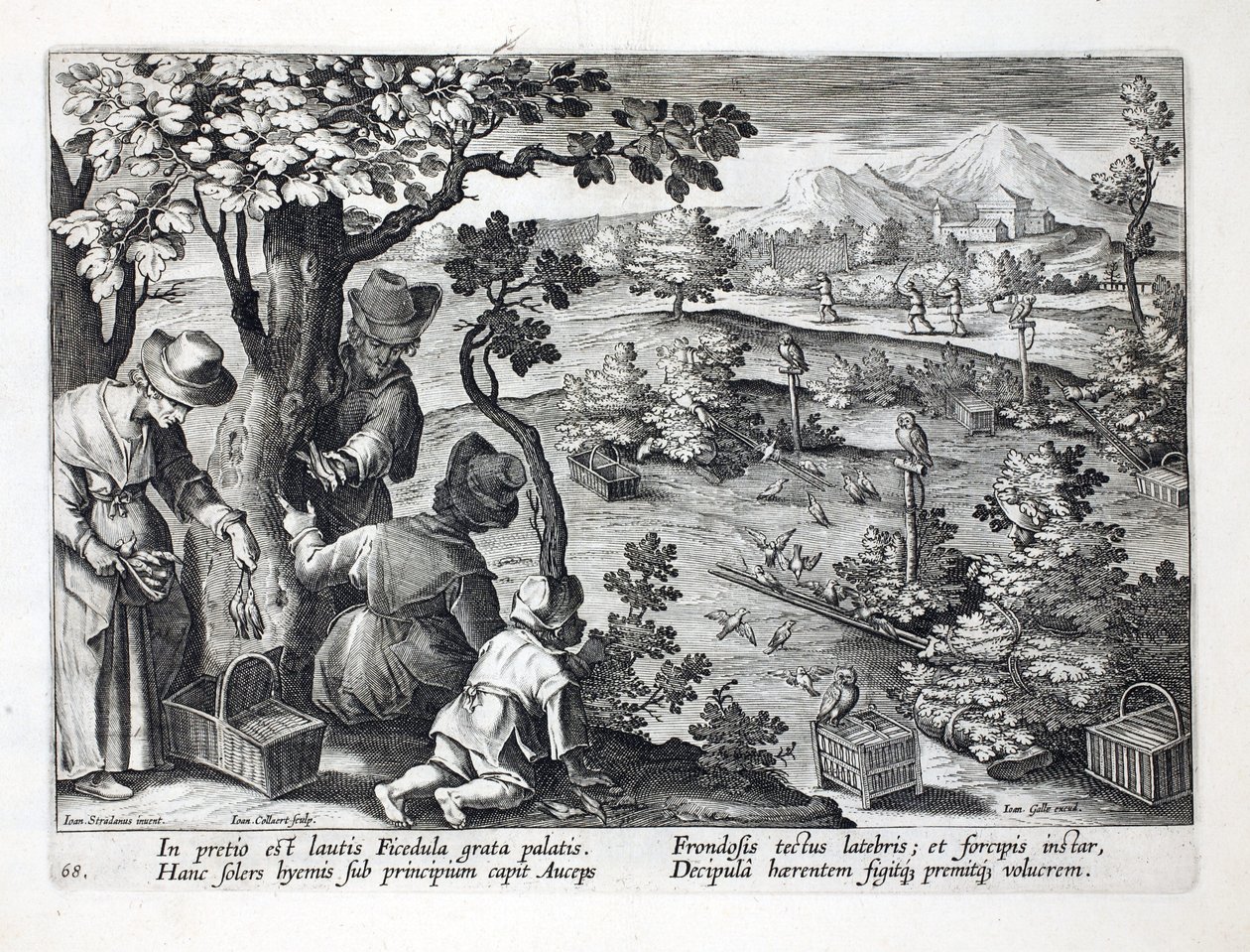 Fuglefangere bruger ugler og forklædning til at fange figenpibere, illustration fra 