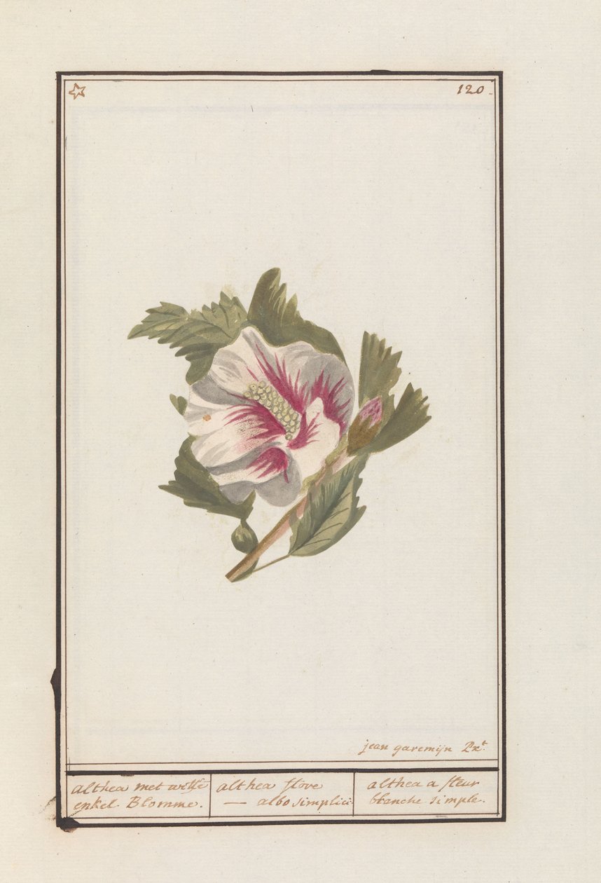 Hibiscus (Hibiscus syriacus) Althea med hvide enkelte Blomster. / althea flore - hvid simpelthen. / althea en simpel hvid blomst (titel på objekt) af Jan Anton Garemyn