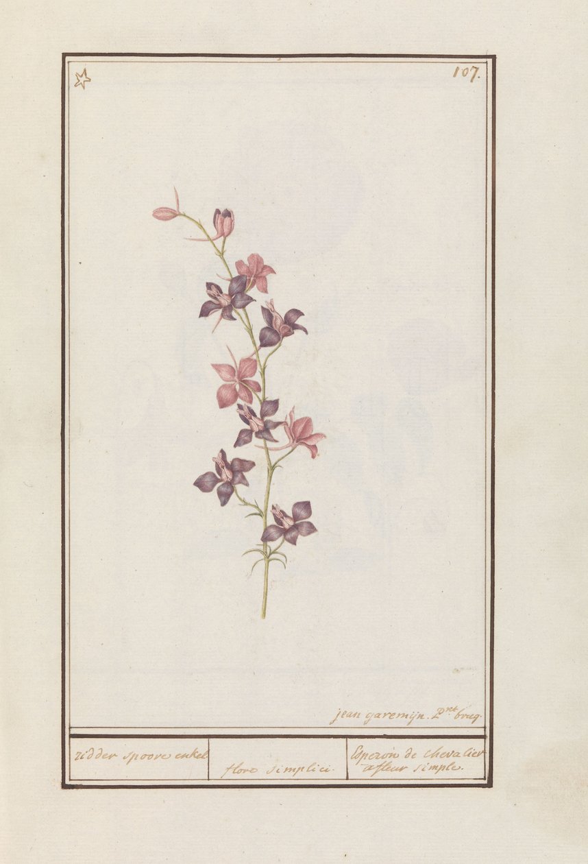 Lærkespore (Consolida) ridderspore ankel. / blomst enkel. / Esperon de chevalier afluer enkel. (titel på objekt) af Jan Anton Garemyn