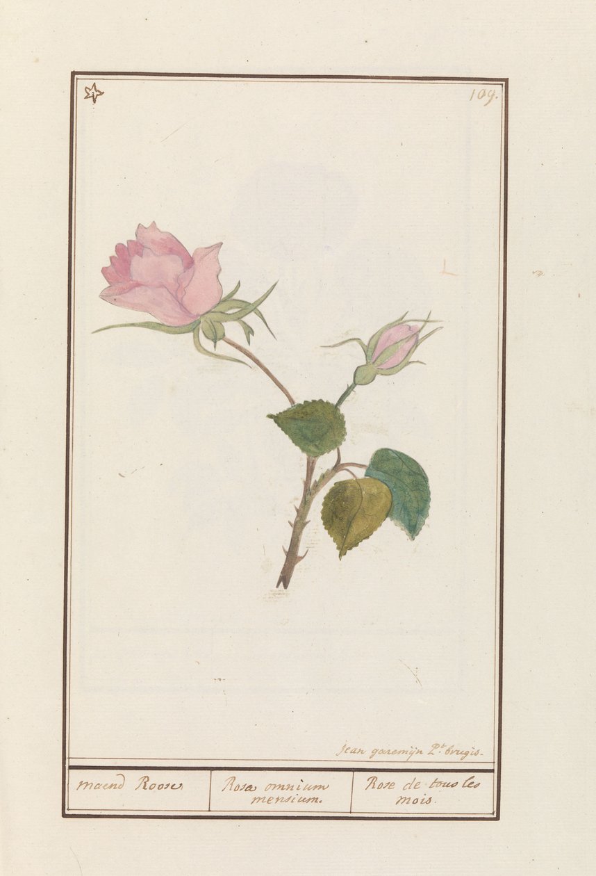 Roos (Rosa) maend Roose / Rose of all months / Rose de tous les mois (titel på objekt) af Jan Anton Garemyn
