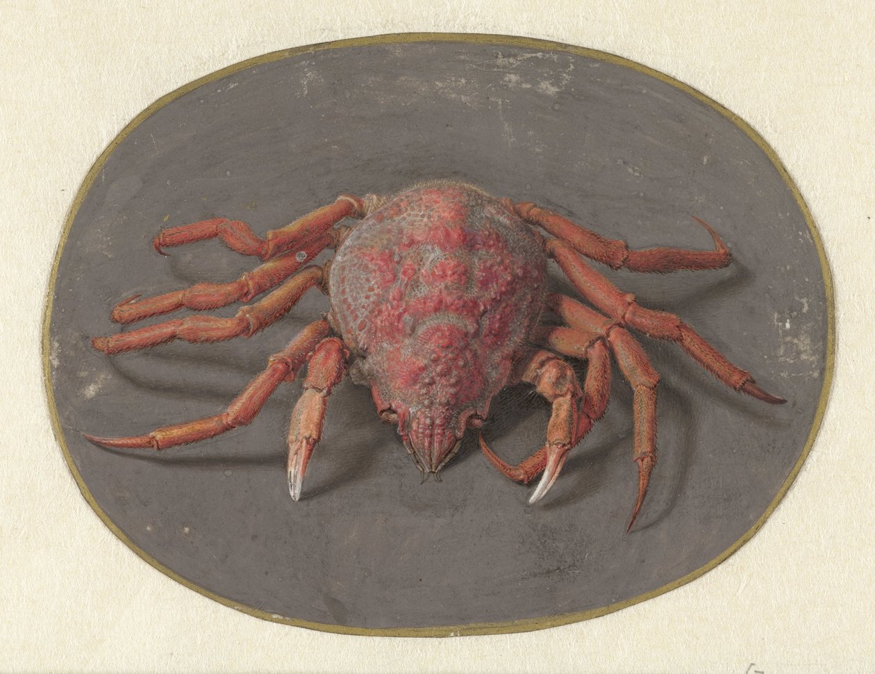 Krabbe Dyr (serietitel) af Jan Augustin van der Goes