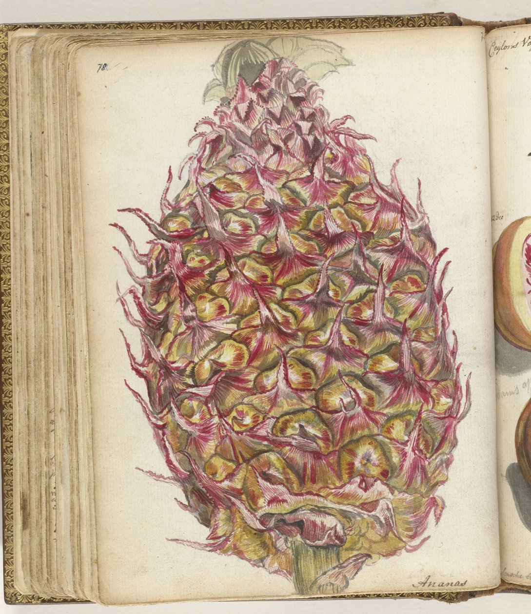 Ananas af Jan Brandes