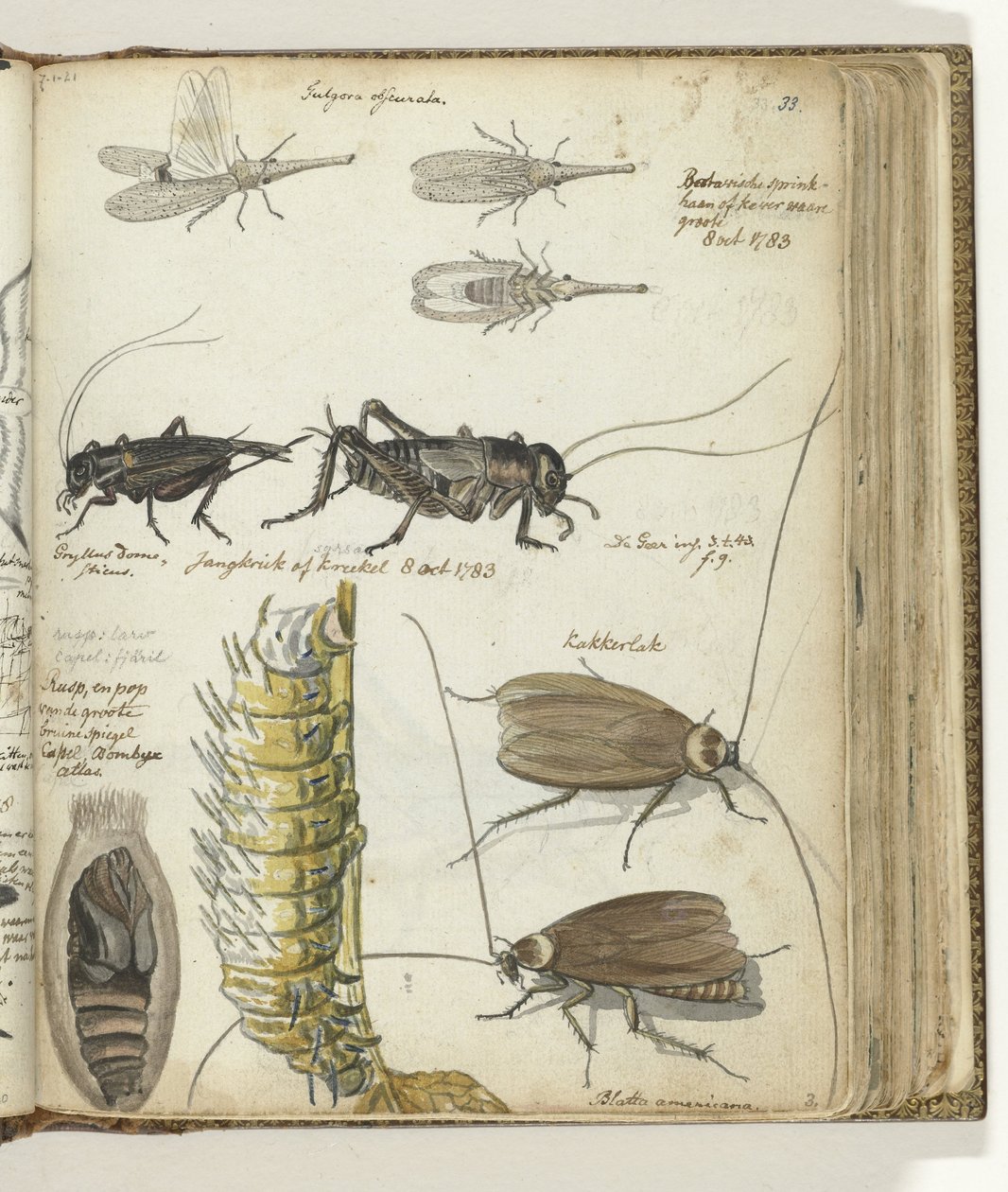 insekter af Jan Brandes
