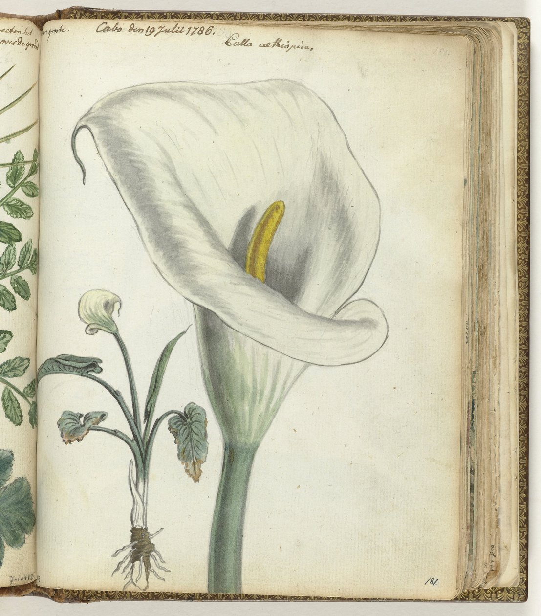 Cape arron pod af Jan Brandes