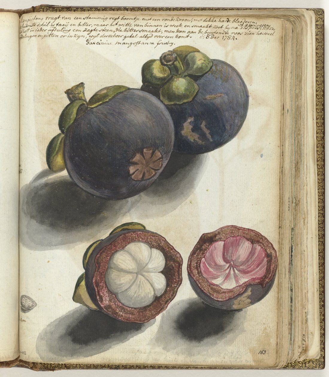 Mangostan af Jan Brandes