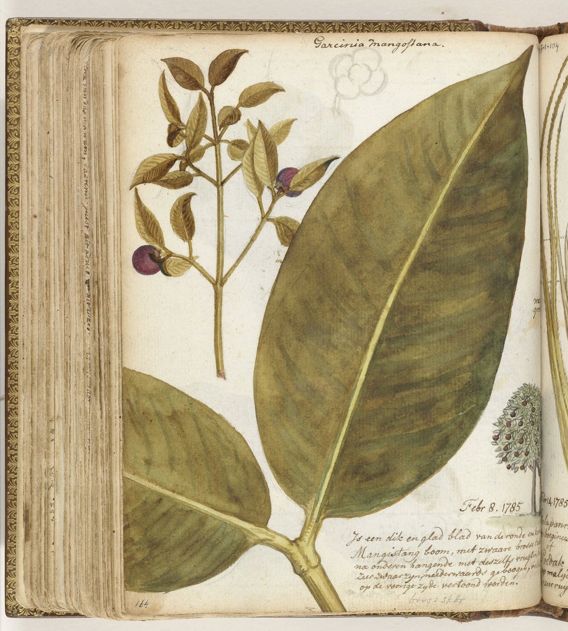 Mangostan af Jan Brandes