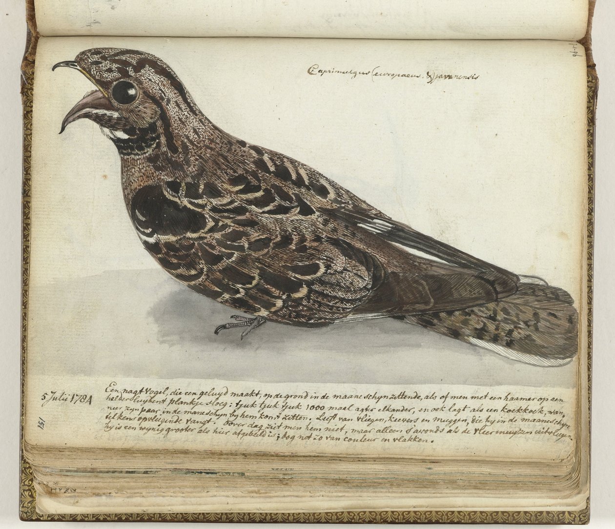 Nightjar af Jan Brandes