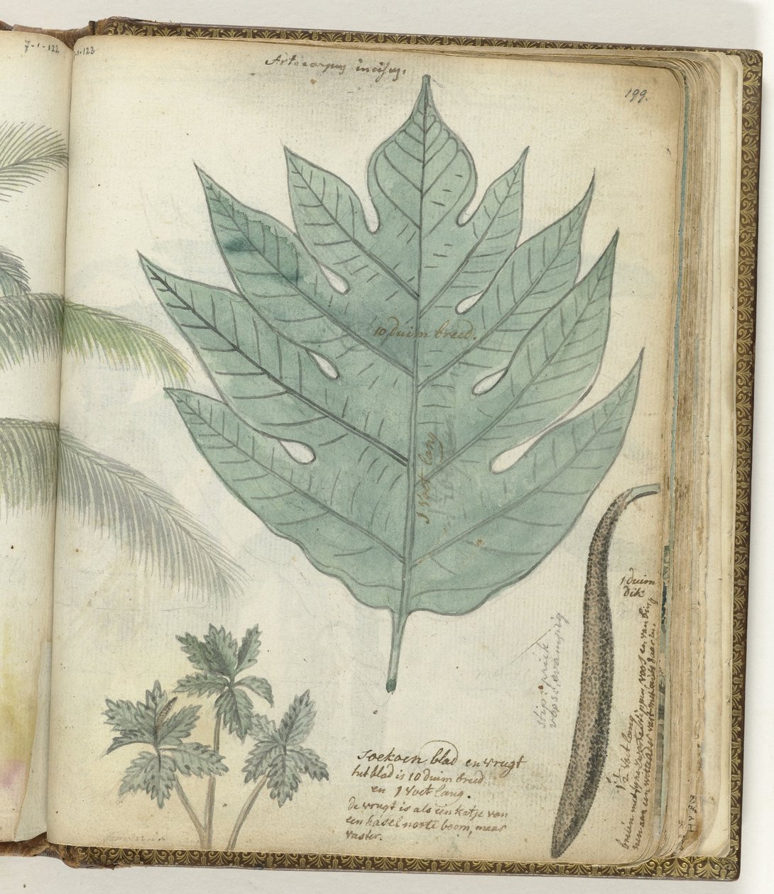 Sukoon blad og frugt af Jan Brandes