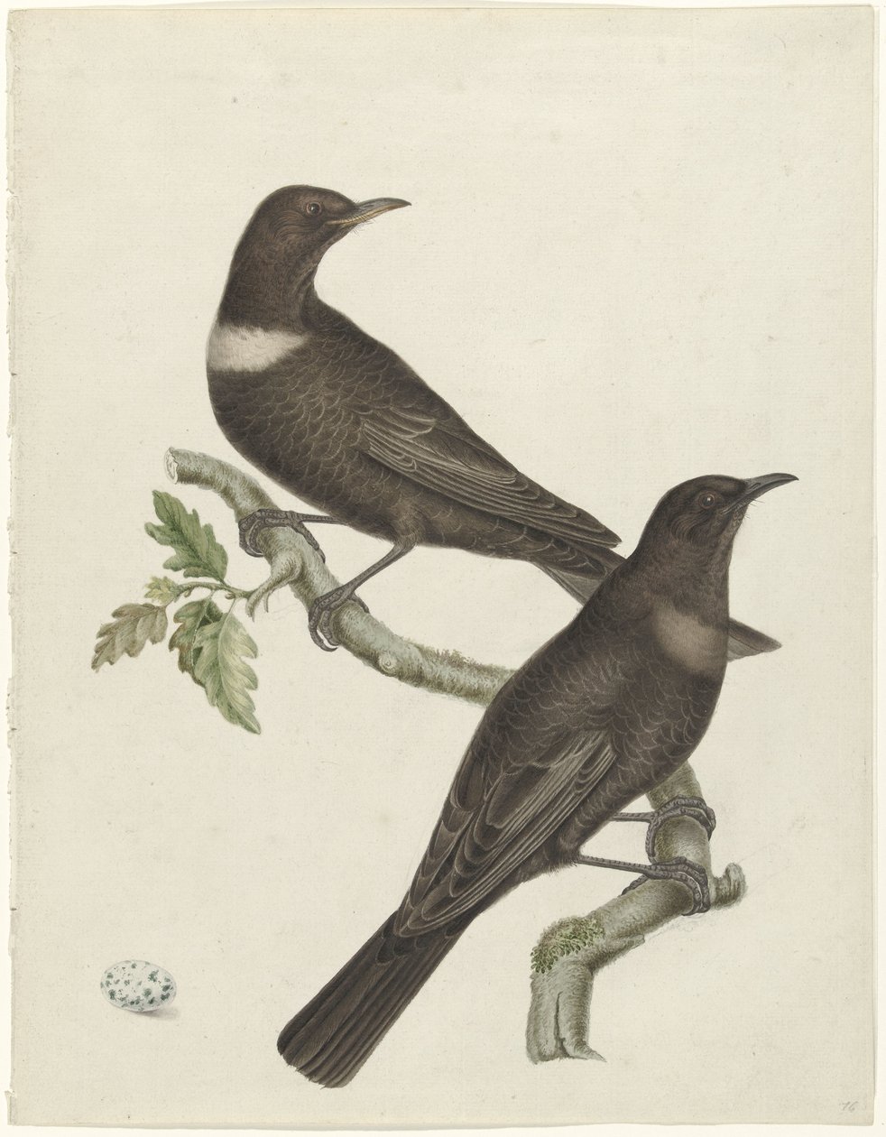 To ringdrosler (Purdus torquatus) med et æg af Jan Christiaan Sepp (possibly)