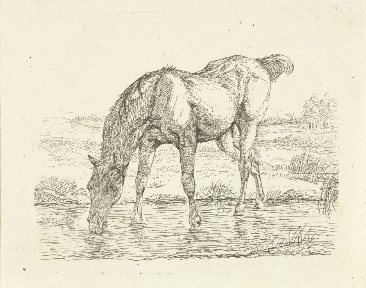 Drikkehest af Jan Dasveldt