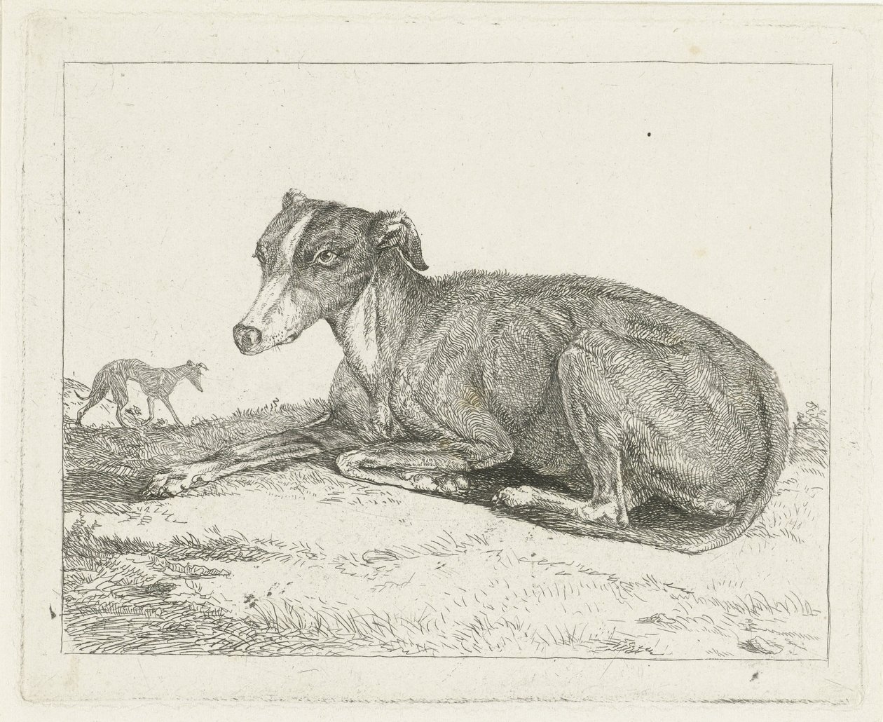 greyhounds af Jan Dasveldt