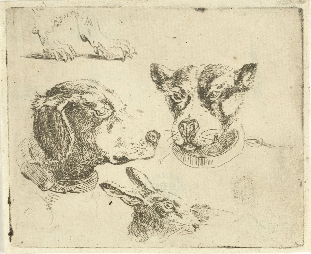 Studieark med to hundehoveder, hundeben og harehoved af Jan Dasveldt