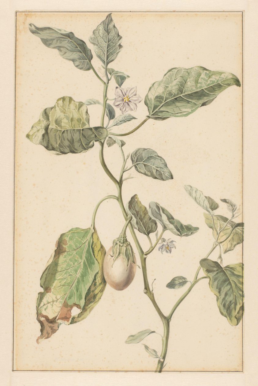 Aubergineplante (titel på objekt) af Jan Jansz. van der Vinne