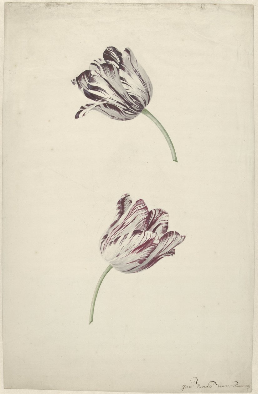 To rød-hvide tulipaner af Jan Jansz. van der Vinne