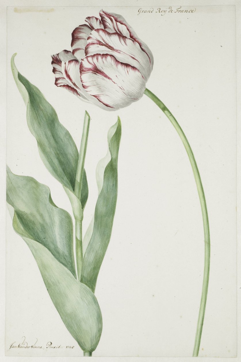 Tulip Grand Roy de France af Jan Laurensz. van der Vinne