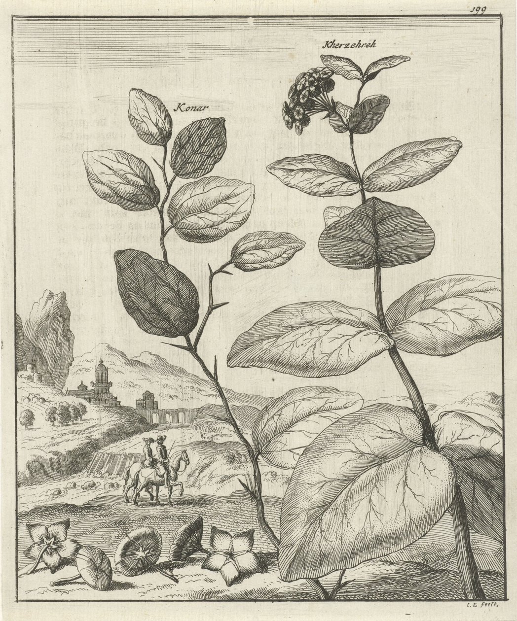 Billede af to persiske planter af Jan Luyken