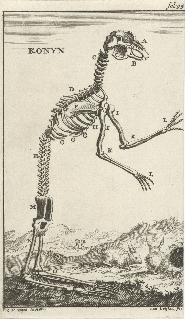 Skelet af en kanin Konyn (titel på objekt) af Jan Luyken