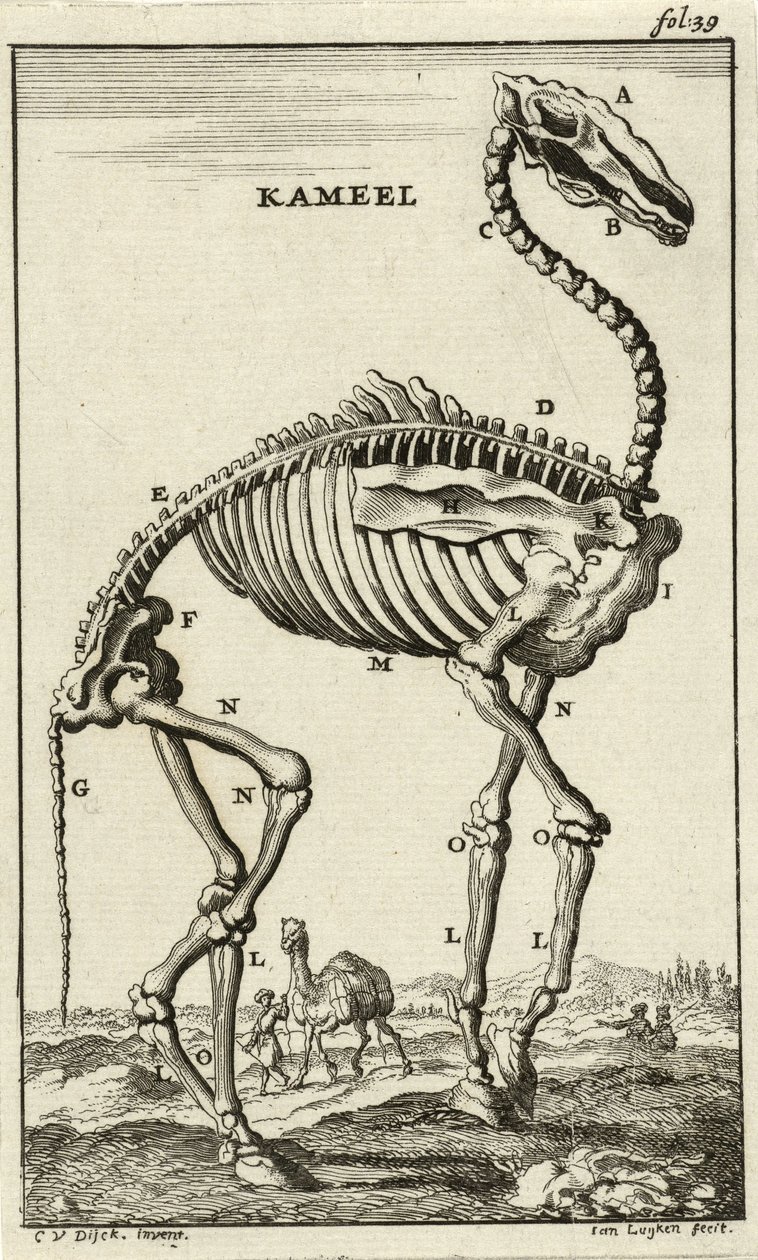 Skelet af en kamel, ca. 1680