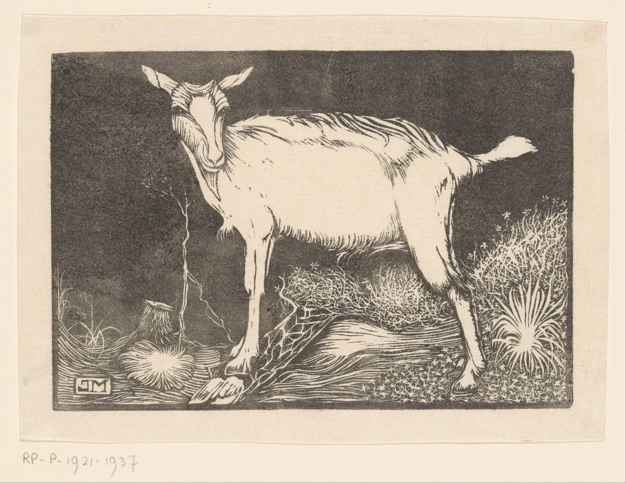 hvid ged af Jan Mankes
