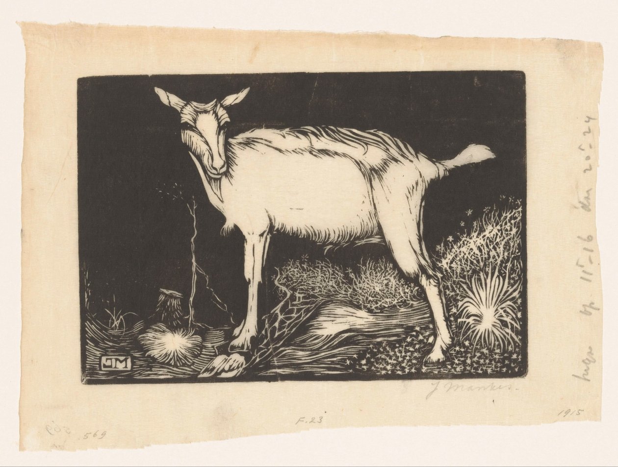 hvid ged af Jan Mankes