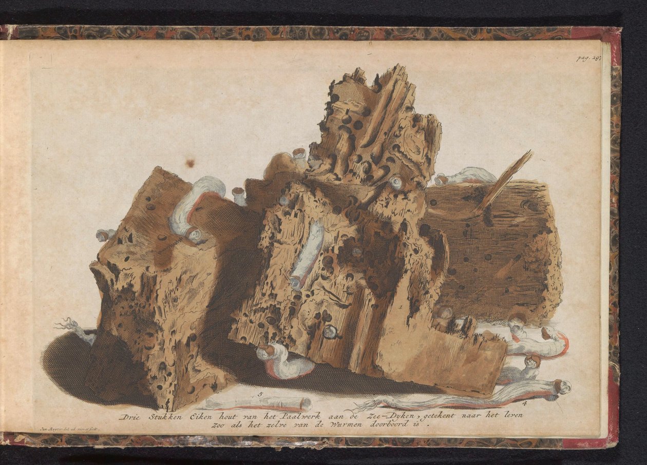 Dele af pælearbejde påvirket af skibsorm, 1731 Tre stykker egetræ fra Paalwerk aan de Zee-Dyken, tegnet efter livet, som det blev gennemboret af Wurmen (titel på objektet) af Jan Ruyter