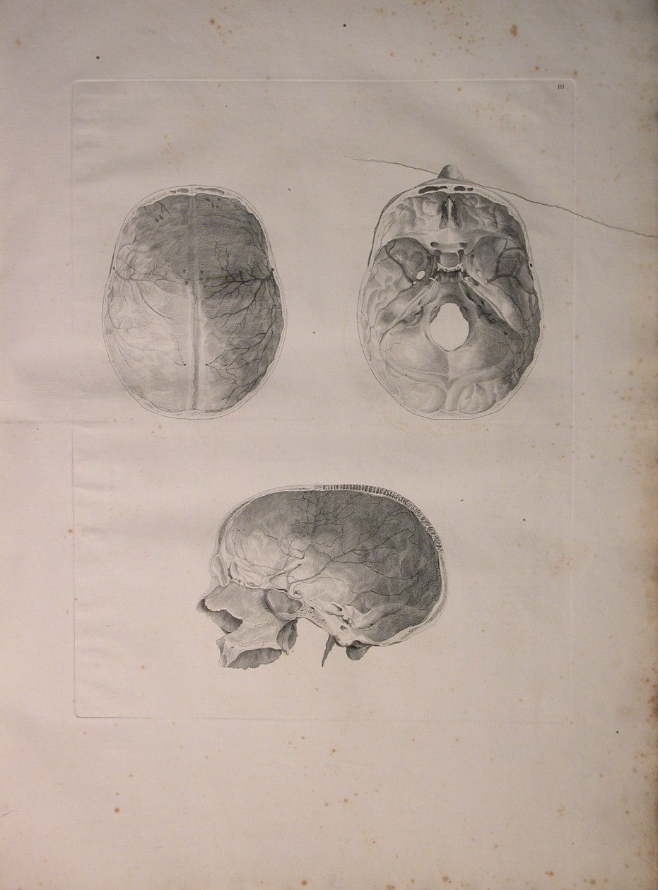 Albinus II, Pl. III, Kranieknogle, illustration fra 