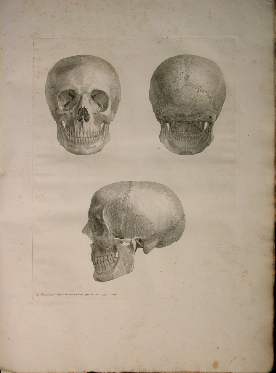 Albinus II, Pl. I, illustration fra 
