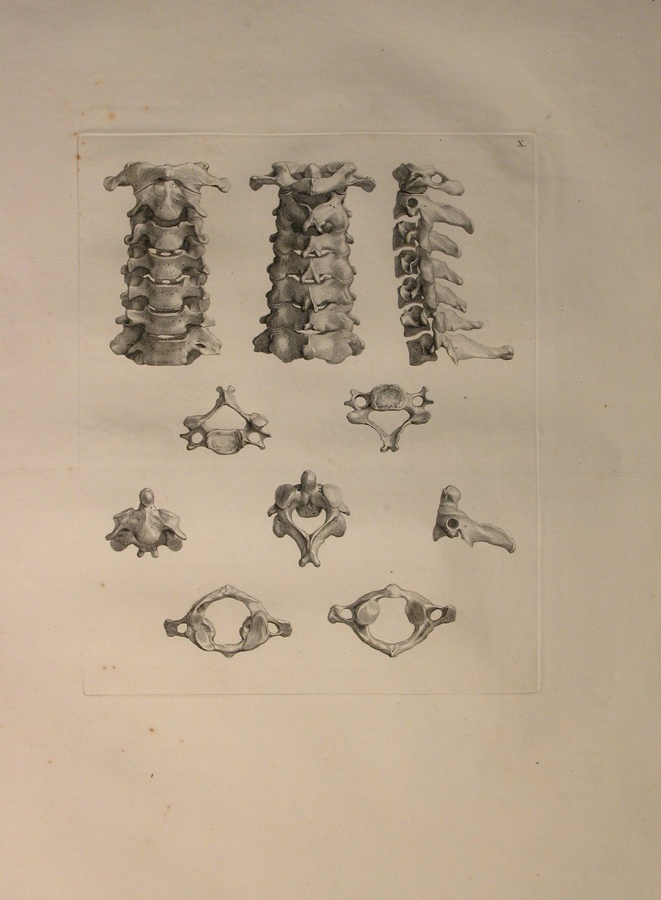 Albinus II, Pl. X: Halshvirvel, illustration fra 