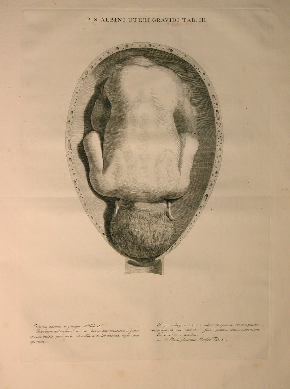 Albinus, Uterus, Pl. III, illustration fra 