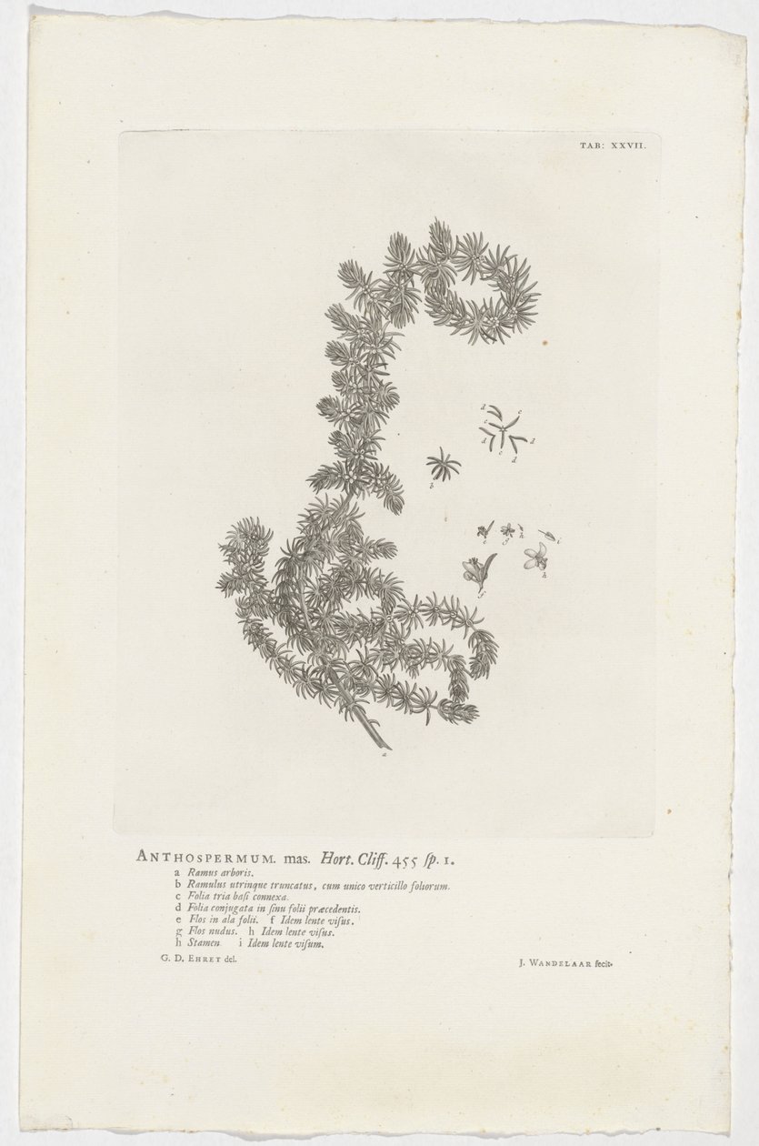 Anthospermum aethiopicum Anthospermum han. Have. Klint. 455 sp. 1 (titel på objekt) af Jan Wandelaar