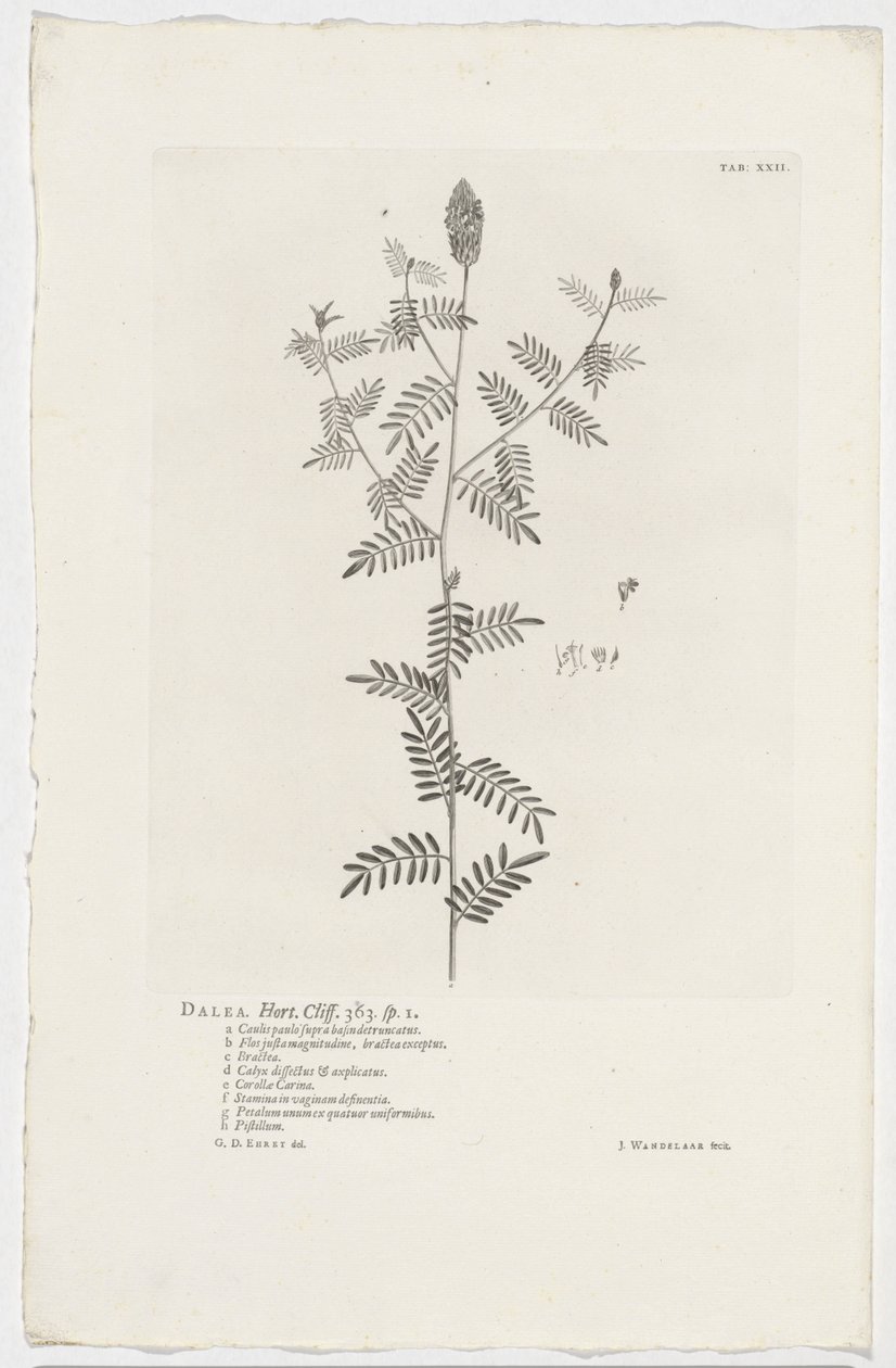 Dalea alopecuroides Dalea. Hort. Klint. 363. sp. 1 (titel på objekt) af Jan Wandelaar