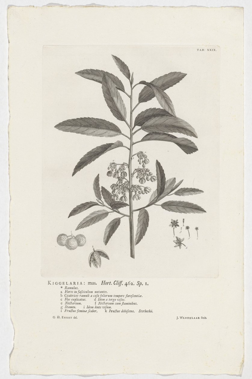 Kiggelaria africana Kiggelaria: mas. Hort. Klint. 462. sp. 1 (titel på objekt) af Jan Wandelaar
