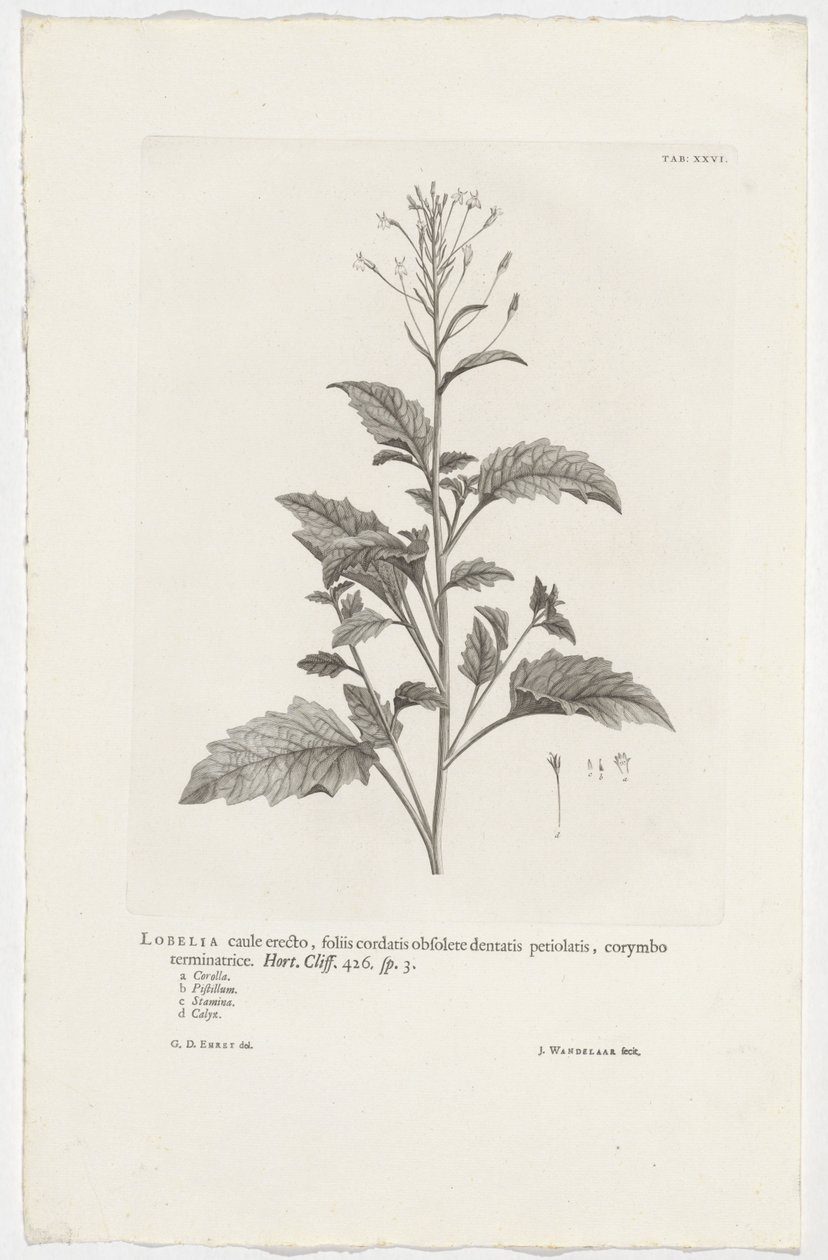 Lobelia cliffortiana Lobelia stængel oprejst, hjerteformede blade forældet tandede bladstilke, afsluttende corymbose. Have. Klint. 426. sp. 3 (titel på objekt) af Jan Wandelaar