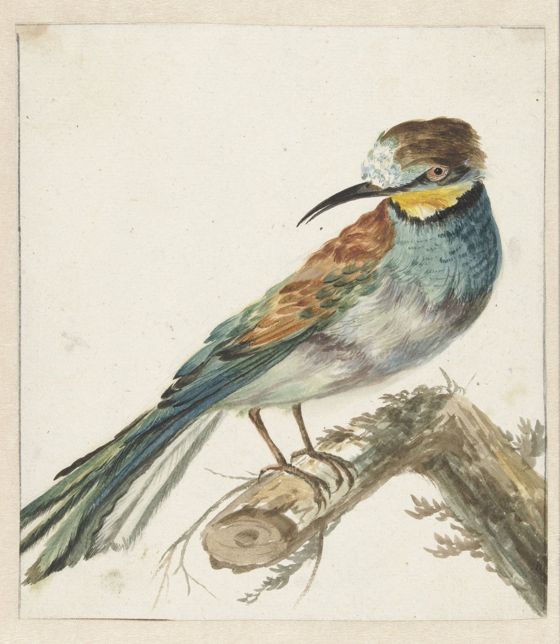 Vixenitter (Merops apiaster) af Jan Baptist Weenix